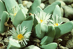 Conophytum herreanthus